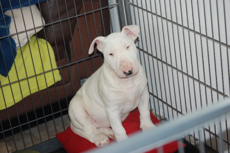 Publication : de la Tribu Parisii Auteur : Poinson