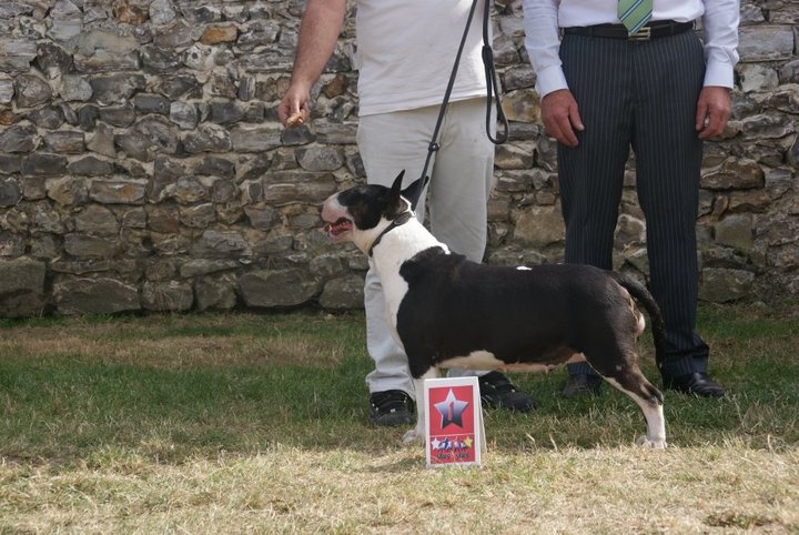 CH. Clever girl de bulls and co - 1 ere excellente