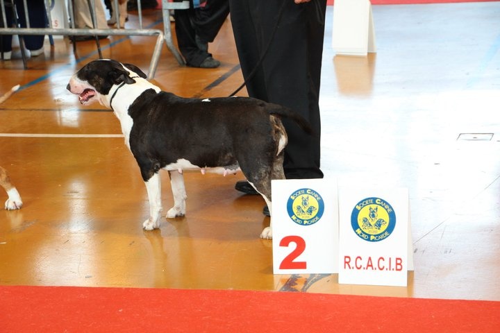 CH. Clever girl de bulls and co - 1 ere exc classe champion + RCACIB