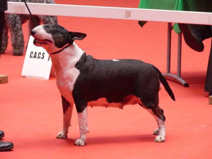 CH. Clever girl de bulls and co - 1 ere excellente + RCACIB