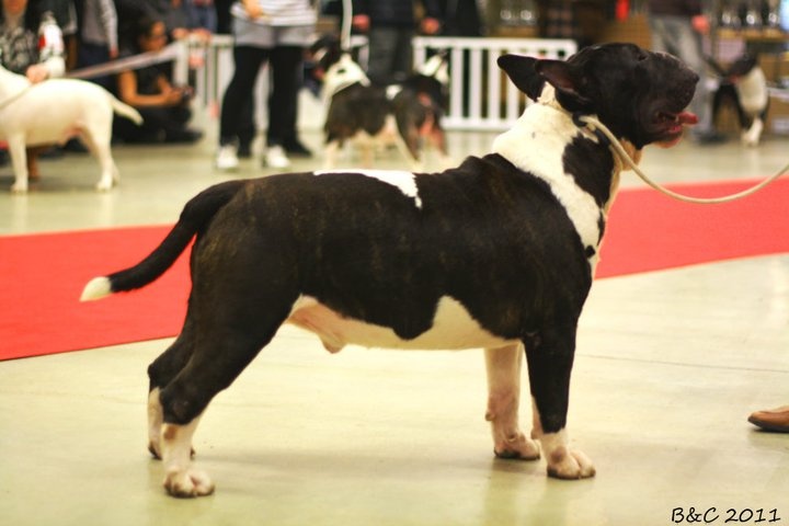 E'shine de bulls and co - 3 eme excellent