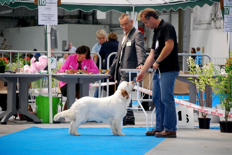 TR. CH. Lolita pour quentin Du bois des amourettes - 1er exc Cl. Jeune, Meilleur Jeune, Meilleur de Race, 3ème du 8ème Gr.