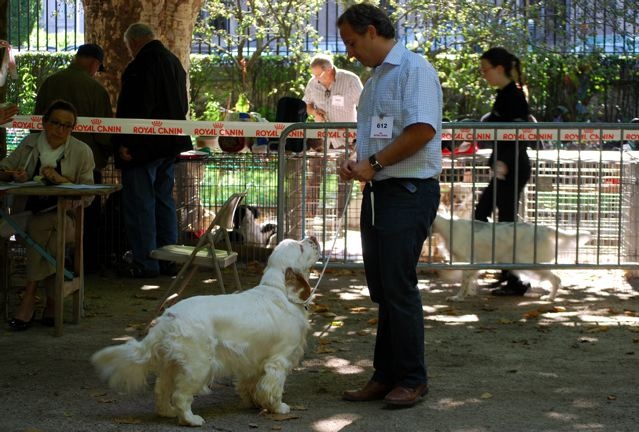 TR. CH. Lolita pour quentin Du bois des amourettes - 1er Exc Cl. Travail CACS BOB 2ème du 8ème Gr. Meilleure Paire avec Pomme