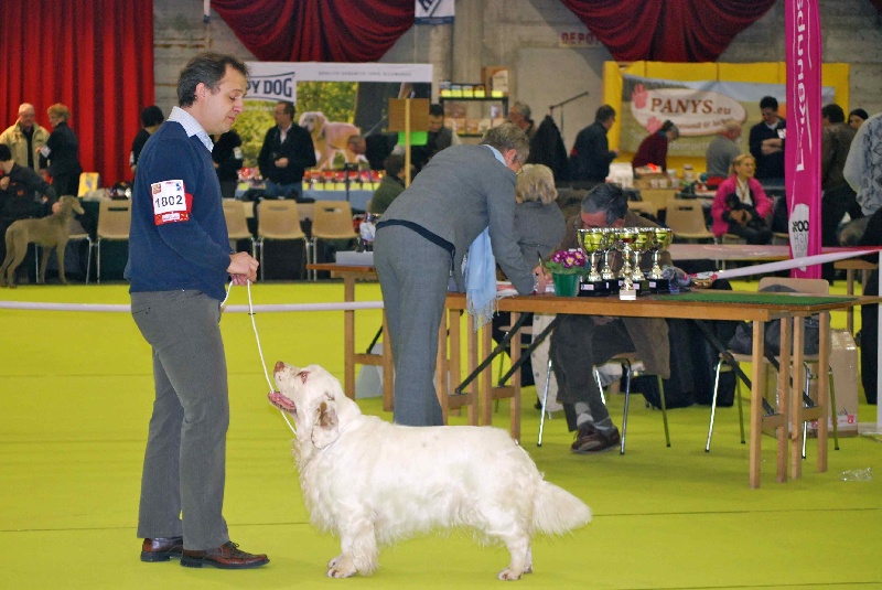 TR. CH. Lolita pour quentin Du bois des amourettes - 1er Exc Classe Travail CACS CACIB Meilleur de Race 3ème du 8ème Gr.