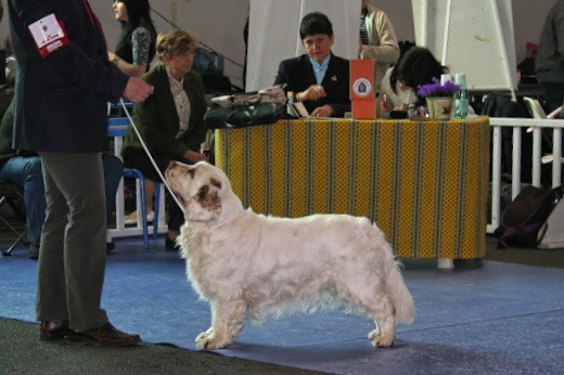 TR. CH. Lolita pour quentin Du bois des amourettes - 1er Exc Classe Champion Meilleur de Race