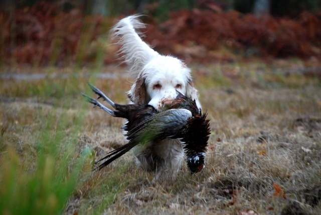 TR. CH. Lolita pour quentin Du bois des amourettes - Pas d'Occasions