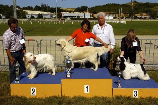 TR. CH. Lolita pour quentin Du bois des amourettes - 1er Exc Cl. Trav. CACS CACIB BOB 2ème du 8ème Gr.