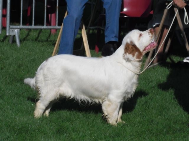 TR. CH. Lolita pour quentin Du bois des amourettes - Très Prometteur