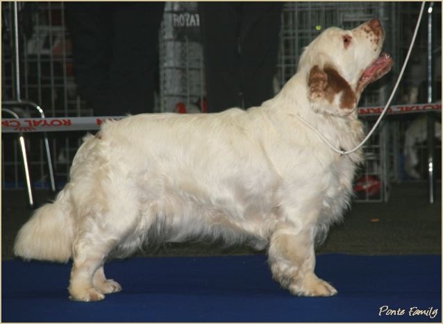 TR. CH. Lolita pour quentin Du bois des amourettes - 1er Exc Cl. Travail CACS