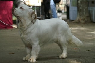 TR. CH. Lolita pour quentin Du bois des amourettes - Très Prometteur