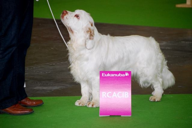 TR. CH. Lolita pour quentin Du bois des amourettes - 1er Exc Cl. Travail CACS RCACIB