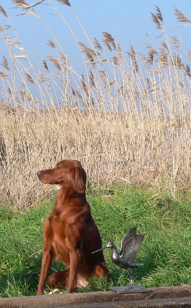 TR. CH. Asna Du val de loue - Vainqueur en solo