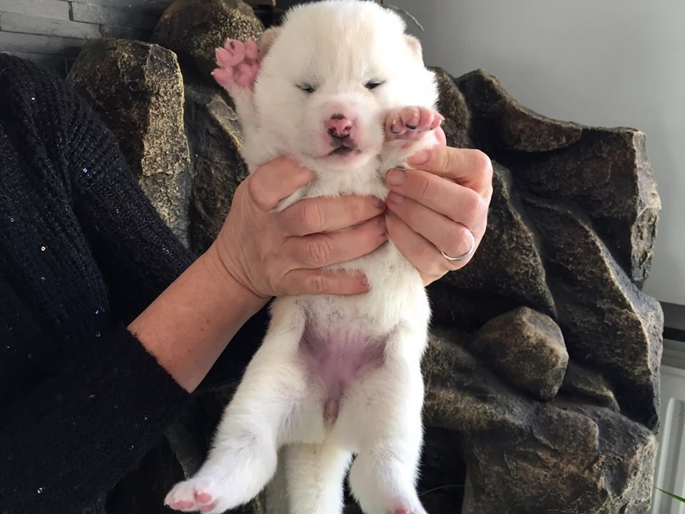 CHIOT - Akita