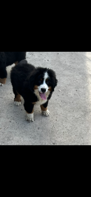Les chiots de Bouvier Bernois
