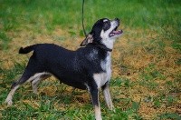 Étalon Chihuahua - Jouna des Mini Elidyle