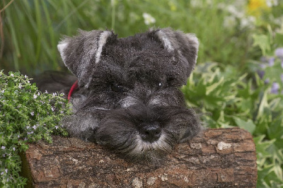Étalon Schnauzer miniature - All ready fat puppys
