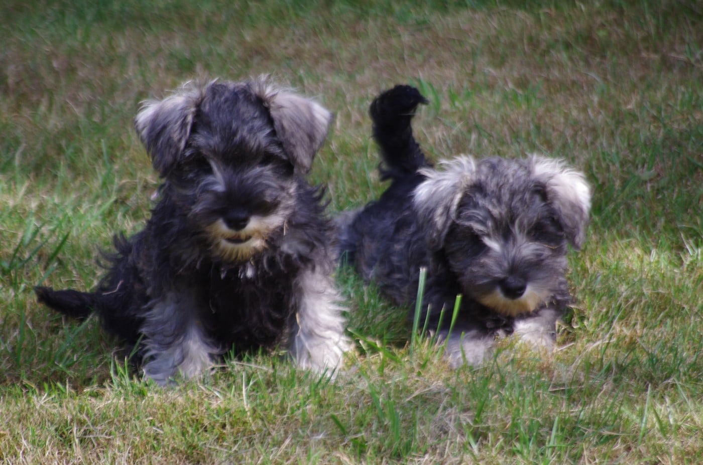 Schnauzer miniature - A L'Ouest Des Prés De L'Abby