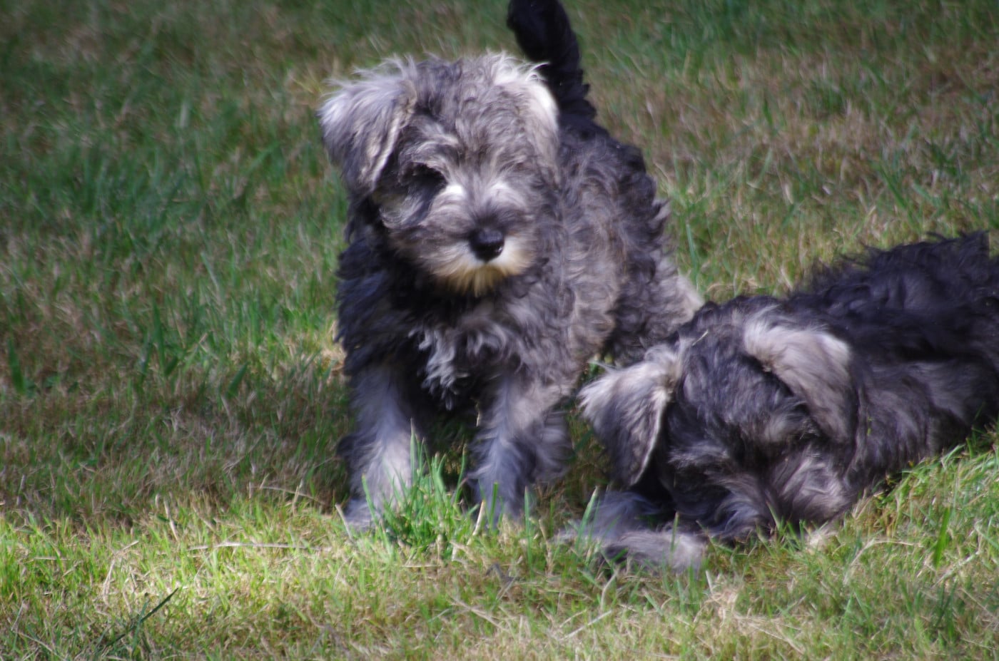 Schnauzer miniature - A L'Ouest Des Prés De L'Abby