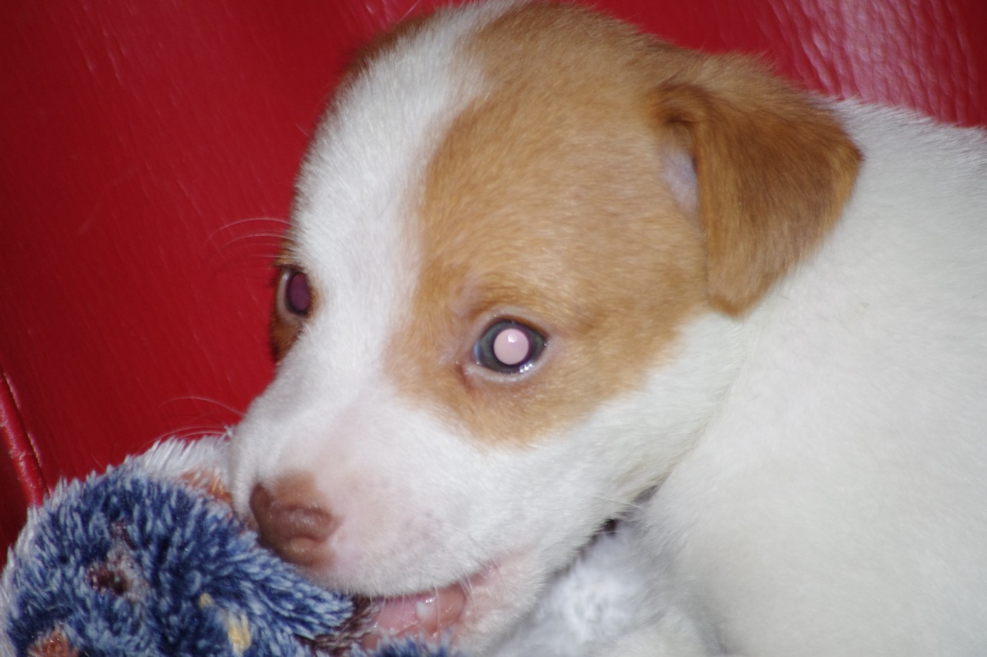 BRO