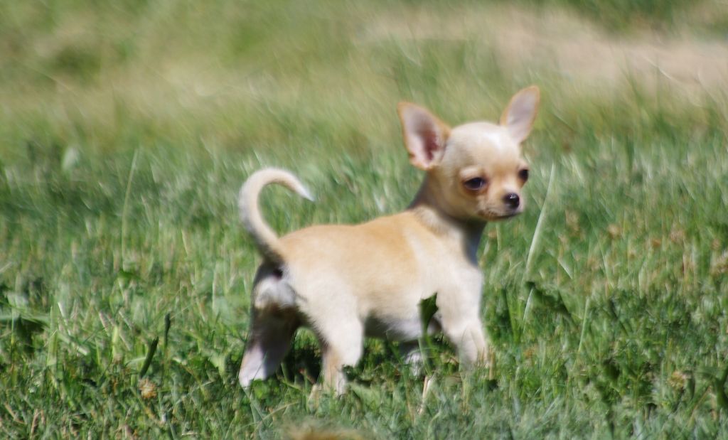 PRUE - Chihuahua