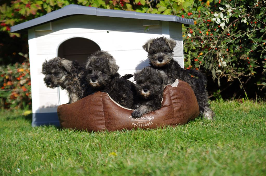 Schnauzer miniature - A L'Ouest Des Prés De L'Abby