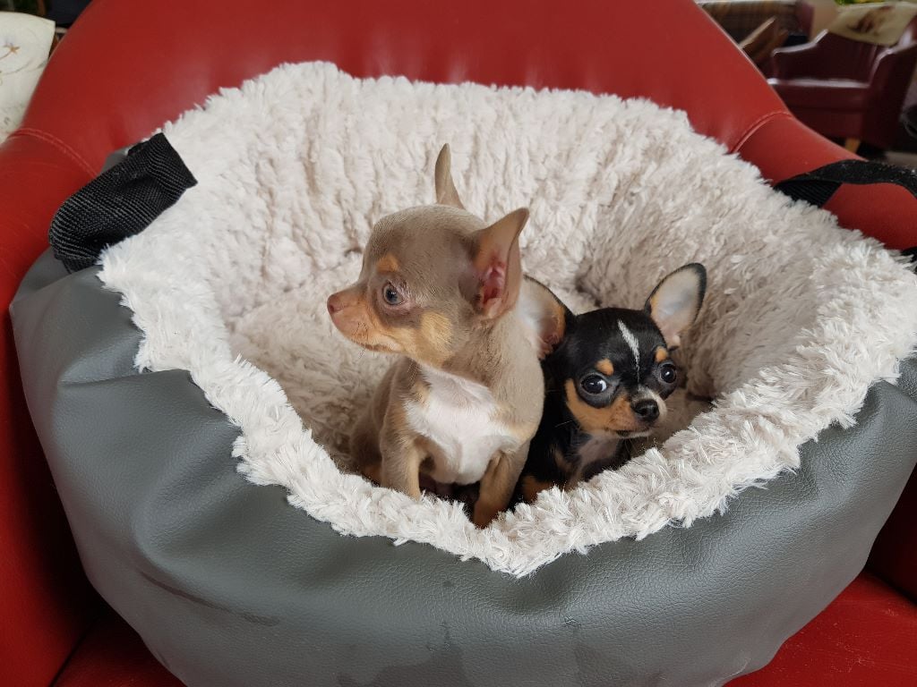 PEPSIE - Chihuahua