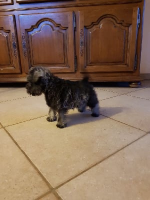 Les chiots de Schnauzer miniature