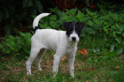 Les chiots de Parson Russell Terrier