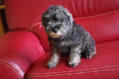 Les chiots de Schnauzer miniature