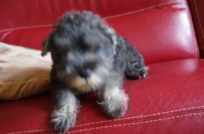 Les chiots de Schnauzer miniature