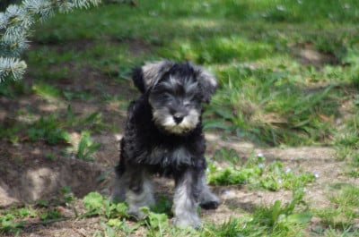 Les chiots de Schnauzer miniature