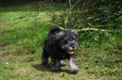 Les chiots de Schnauzer miniature