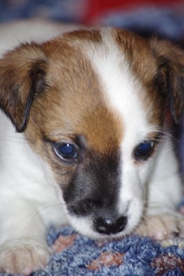 Les chiots de Jack Russell Terrier