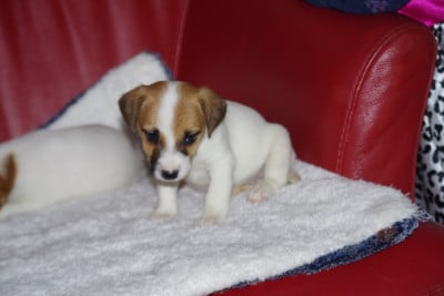 Les chiots de Jack Russell Terrier