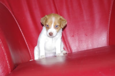 Les chiots de Jack Russell Terrier