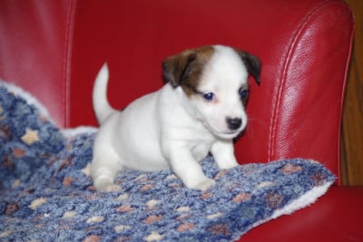Les chiots de Jack Russell Terrier
