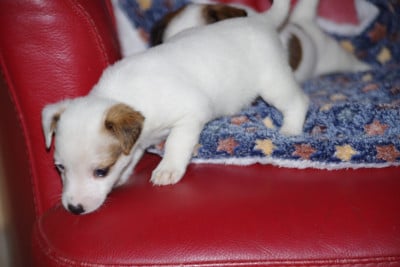 Les chiots de Jack Russell Terrier