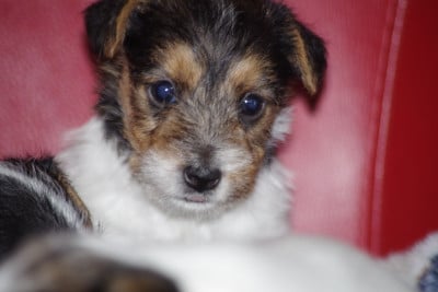 Les chiots de Jack Russell Terrier
