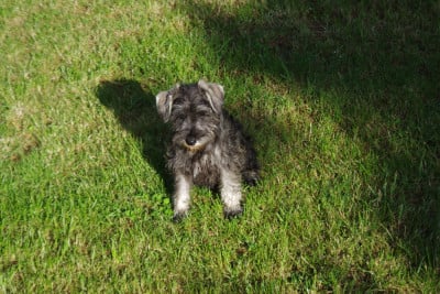 Les chiots de Schnauzer miniature