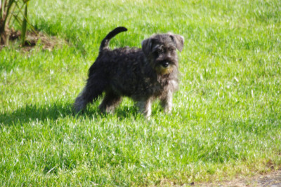 Les chiots de Schnauzer miniature