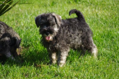 Les chiots de Schnauzer miniature