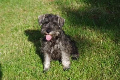 Les chiots de Schnauzer miniature