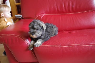 Les chiots de Schnauzer miniature