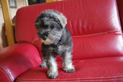 Les chiots de Schnauzer miniature