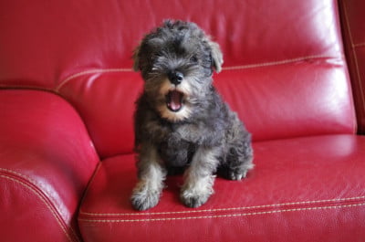 Les chiots de Schnauzer miniature