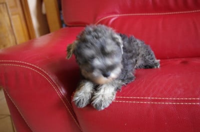 Les chiots de Schnauzer miniature