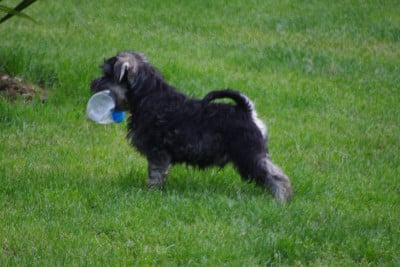 Les chiots de Schnauzer miniature