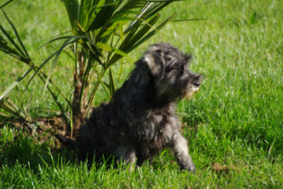 Les chiots de Schnauzer miniature