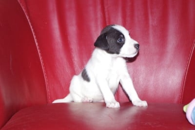 Les chiots de Parson Russell Terrier