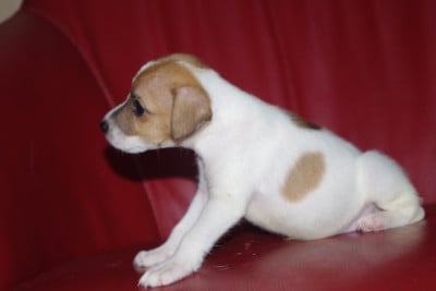 Les chiots de Parson Russell Terrier